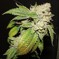 The Cali Connection - Larry OG Kush (Feminized) The Cali Connection - Larry OG Kush (Feminized)