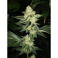The Cali Connection - Louis XIII OG (Feminized) The Cali Connection - Louis XIII OG (Feminized)