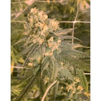 The Cali Connection - Mint Milano (Feminized) The Cali Connection - Mint Milano (Feminized)