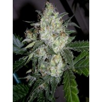 The Cali Connection - Ogiesel (Feminized) The Cali Connection - Ogiesel (Feminized)