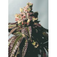 The Cali Connection - Passion Berry (Feminized) The Cali Connection - Passion Berry (Feminized)