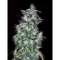 The Cali Connection - Purple Crack (Feminized) The Cali Connection - Purple Crack (Feminized)