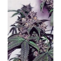 The Cali Connection - Purple Diesel (Feminized) The Cali Connection - Purple Diesel (Feminized)