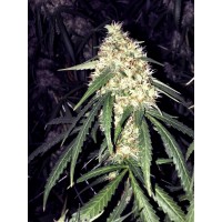 The Cali Connection - Strawberry OG (Feminized) The Cali Connection - Strawberry OG (Feminized)