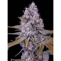 The Cali Connection - Tahoe OG Kush (Feminized) The Cali Connection - Tahoe OG Kush (Feminized)