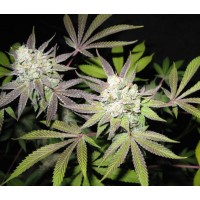 The Cali Connection - Tiramisu (Feminized) The Cali Connection - Tiramisu (Feminized)