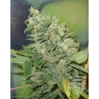 Homegrown Fantaseeds - Armageddon (Feminized) Homegrown Fantaseeds - Armageddon (Feminized)