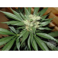 Homegrown Fantaseeds - AC Diesel (Feminized) Homegrown Fantaseeds - AC Diesel (Feminized)