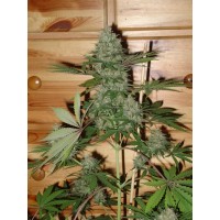 Homegrown Fantaseeds - Caramella (Autoflowering) Homegrown Fantaseeds - Caramella (Autoflowering)