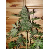 Homegrown Fantaseeds - Caramella (Feminized) Homegrown Fantaseeds - Caramella (Feminized)