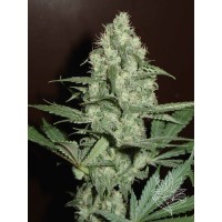 Homegrown Fantaseeds - CH.1 Aka Cheese (Feminized) Homegrown Fantaseeds - CH.1 Aka Cheese (Feminized)