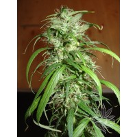 Homegrown Fantaseeds - Haze (Feminized) Homegrown Fantaseeds - Haze (Feminized)