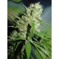 Homegrown Fantaseeds - Jack Herer (Feminisiert) Homegrown Fantaseeds - Jack Herer (Feminisiert)