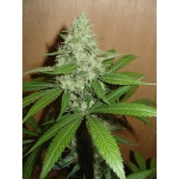 Homegrown Fantaseeds - Mango (Feminized) Homegrown Fantaseeds - Mango (Feminized)