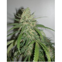 Homegrown Fantaseeds - SPR Haze (Feminized) Homegrown Fantaseeds - SPR Haze (Feminized)