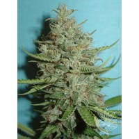 Homegrown Fantaseeds - Super Crystal (Feminized) Homegrown Fantaseeds - Super Crystal (Feminized)