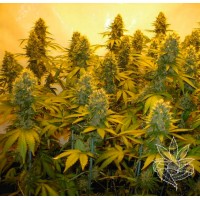 Homegrown Fantaseeds - Top 44 (Feminized) Homegrown Fantaseeds - Top 44 (Feminized)