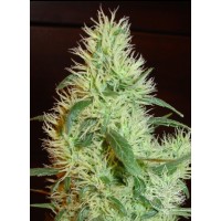 Homegrown Fantaseeds - White Widow aka First Lady (Feminizált) Homegrown Fantaseeds - White Widow aka First Lady (Feminizált)