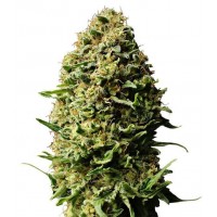 Gea Seeds - AK (Autoflowering) Gea Seeds - AK (Autoflowering)