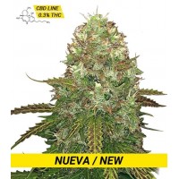Gea Seeds - Critical CBD (Feminized) Gea Seeds - Critical CBD (Feminized)