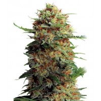 Gea Seeds - Jack Orange (Feminized) Gea Seeds - Jack Orange (Feminized)