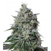 Gea Seeds - Cachalote (Feminized) Gea Seeds - Cachalote (Feminized)