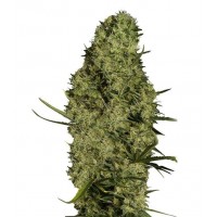 Gea Seeds - Lima Haze (Feminized) Gea Seeds - Lima Haze (Feminized)