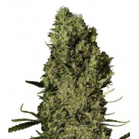 Gea Seeds - Chronical (Feminized) Gea Seeds - Chronical (Feminized)