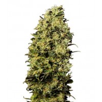 Gea Seeds - M8 (Feminized) Gea Seeds - M8 (Feminized)