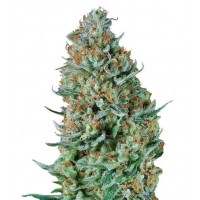 Gea Seeds - Bubble Fruit (Feminized) Gea Seeds - Bubble Fruit (Feminized)