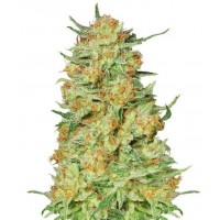 Gea Seeds - Northern Kush (Feminized) Gea Seeds - Northern Kush (Feminized)