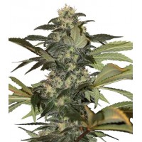 Gea Seeds - Early Skunk (Feminized) Gea Seeds - Early Skunk (Feminized)