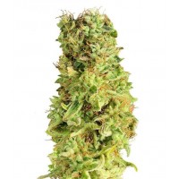Gea Seeds - Matanus-K (Feminized) Gea Seeds - Matanus-K (Feminized)