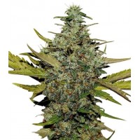 Gea Seeds - Super Skunk (Feminized) Gea Seeds - Super Skunk (Feminized)