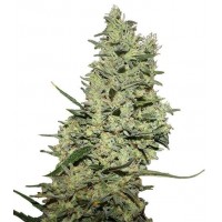 Gea Seeds - Critical ++ (Feminized) Gea Seeds - Critical ++ (Feminized)