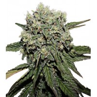 Gea Seeds - Hard Diesel (Feminized) Gea Seeds - Hard Diesel (Feminized)