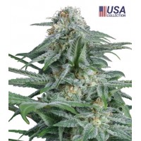 Gea Seeds - Gorilla Glue 4 (Feminized) Gea Seeds - Gorilla Glue 4 (Feminized)