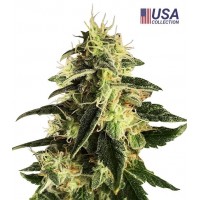 Gea Seeds - Gorilla (Autoflowering) Gea Seeds - Gorilla (Autoflowering)