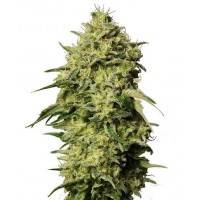 Gea Seeds - Amnesia (Autoflowering) Gea Seeds - Amnesia (Autoflowering)