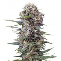 Gea Seeds - Cheese (Autoflowering) Gea Seeds - Cheese (Autoflowering)