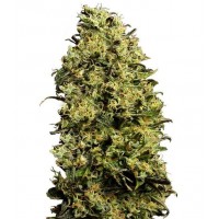 Gea Seeds - M8 (Autoflowering) Gea Seeds - M8 (Autoflowering)
