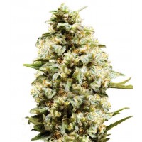 Gea Seeds - Critical (Autoflowering) Gea Seeds - Critical (Autoflowering)