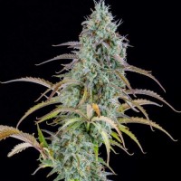 Spliff Seeds - AK (Autoflowering) Spliff Seeds - AK (Autoflowering)