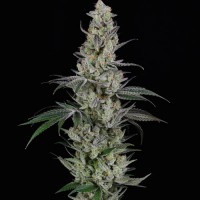 Spliff Seeds - AK (Feminized) Spliff Seeds - AK (Feminized)