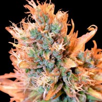 Spliff Seeds - Blue Medi Kush (Feminized) Spliff Seeds - Blue Medi Kush (Feminized)