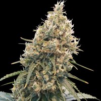 Spliff Seeds - CBD Spliff Berry (Feminized) Spliff Seeds - CBD Spliff Berry (Feminized)