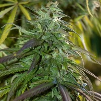 Spliff Seeds - Fast Bud Outdoor (Feminized) Spliff Seeds - Fast Bud Outdoor (Feminized)