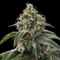 Spliff Seeds - Girls Scout Cookies (Feminized) Spliff Seeds - Girls Scout Cookies (Feminized)