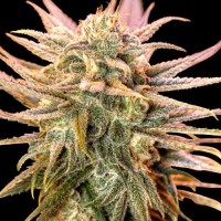 Spliff Seeds - Gold Bar Kush (Feminized) Spliff Seeds - Gold Bar Kush (Feminized)