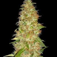 Spliff Seeds - Moon Walker Kush (Feminized) Spliff Seeds - Moon Walker Kush (Feminized)